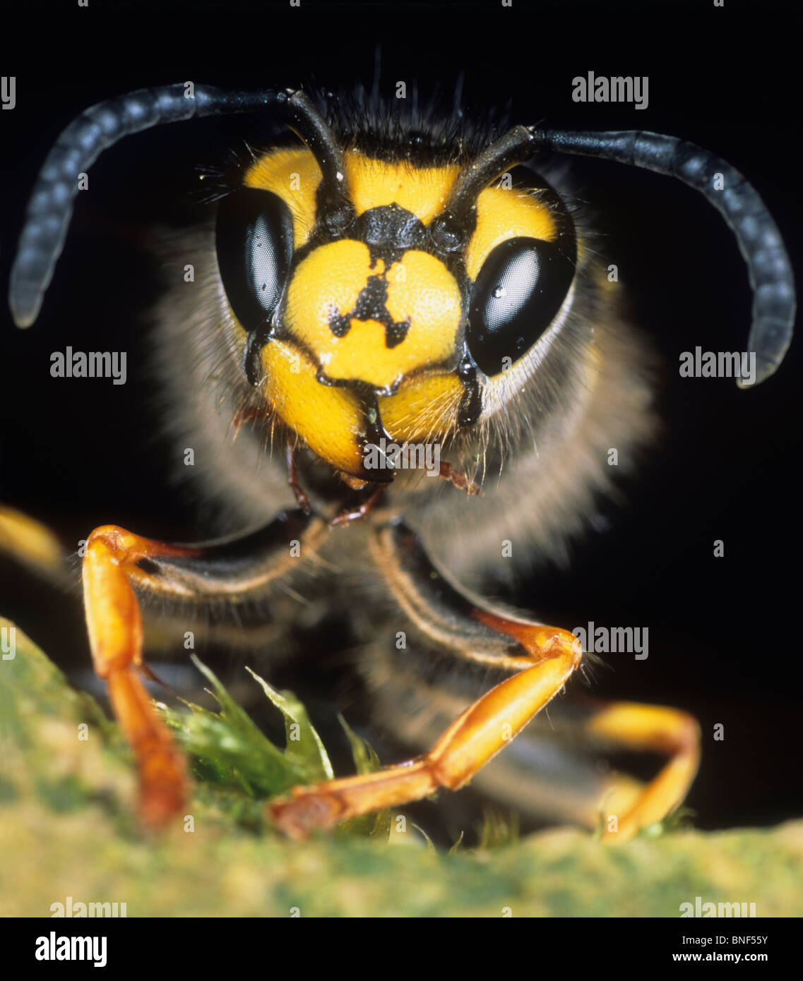 Guêpe (Vespula rufa) , portrait. Banque D'Images