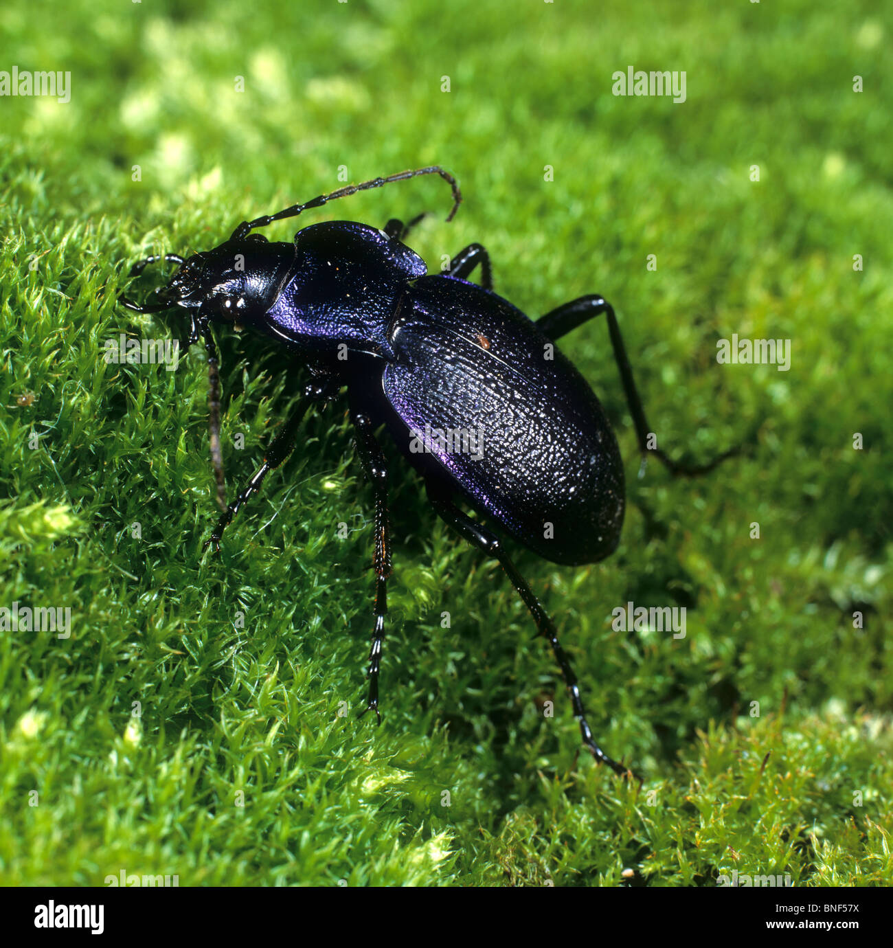 Coléoptère Carabidae (Carabus violaceus) sur la mousse. Banque D'Images