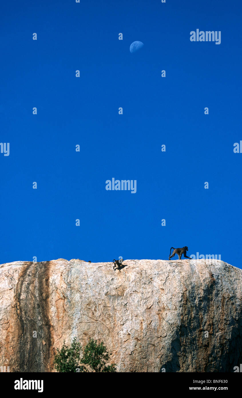 Vue éloignée sur les babouins Chacma (Papio ursinus) escalade sur le piton rocheux du parc national Kruger Mpumalanga Province Afrique du Sud Banque D'Images