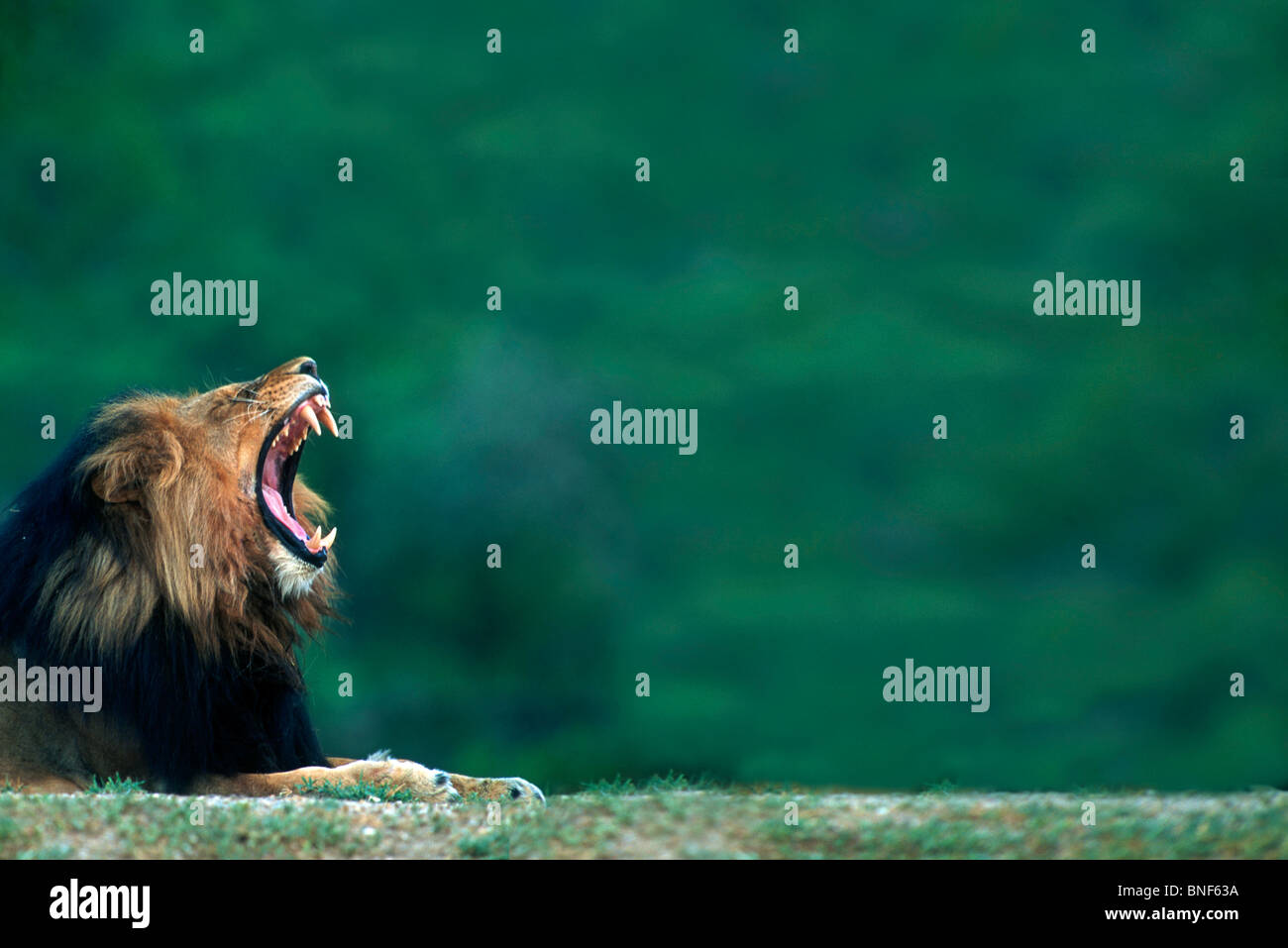 Vue d'un lion (Panthera leo) portant sur le terrain, Kruger National Park, la province de Mpumalanga, Afrique du Sud Banque D'Images