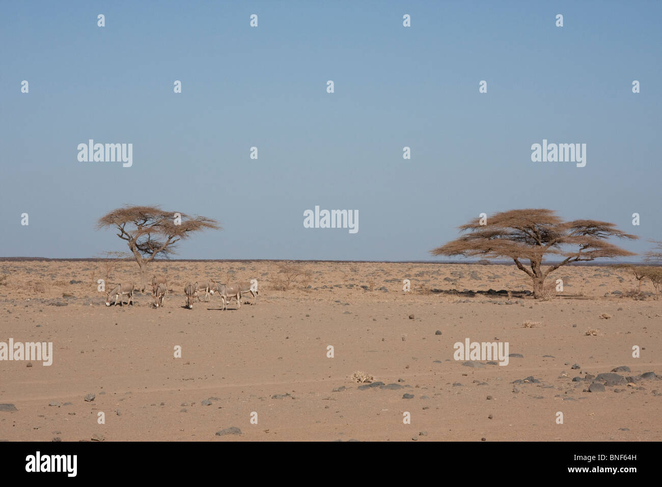 Paysage entre Moyale et Marsabit, Province de l'Est, au Kenya Banque D'Images