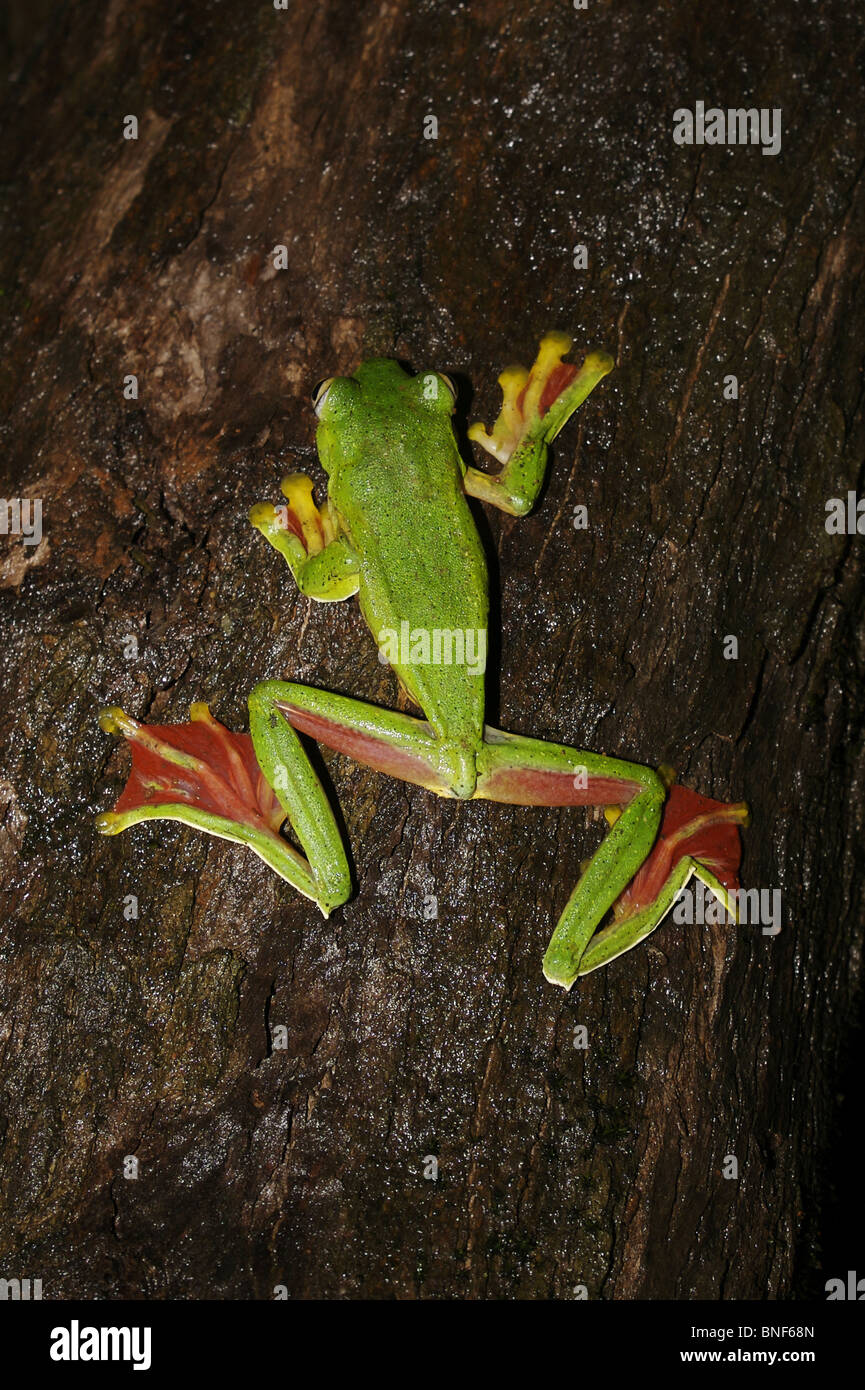 Rhacophorus malabaricus Malabar Deltaplane Frog flying frog Il peut faire des sauts de vol de 9 à 12 mètres. Lieu Amboli Maharashtra Banque D'Images