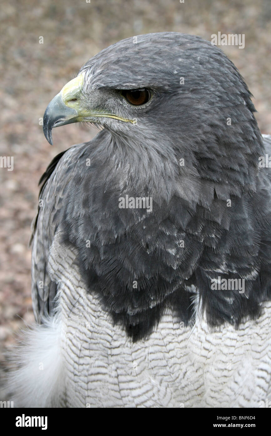 Gros plan de la tête d'un faucon crécerelle aigle Geranoaetus melanoleucus-Buzzard Banque D'Images
