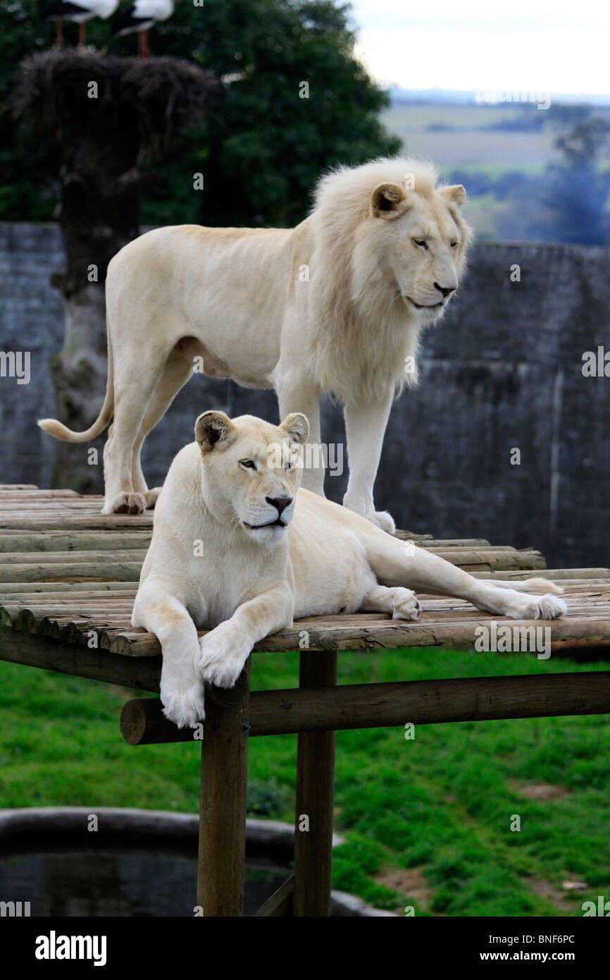 Les lions blancs, (Panthera leo krugeri) dans Zoo Tygerberg près du Cap. Banque D'Images