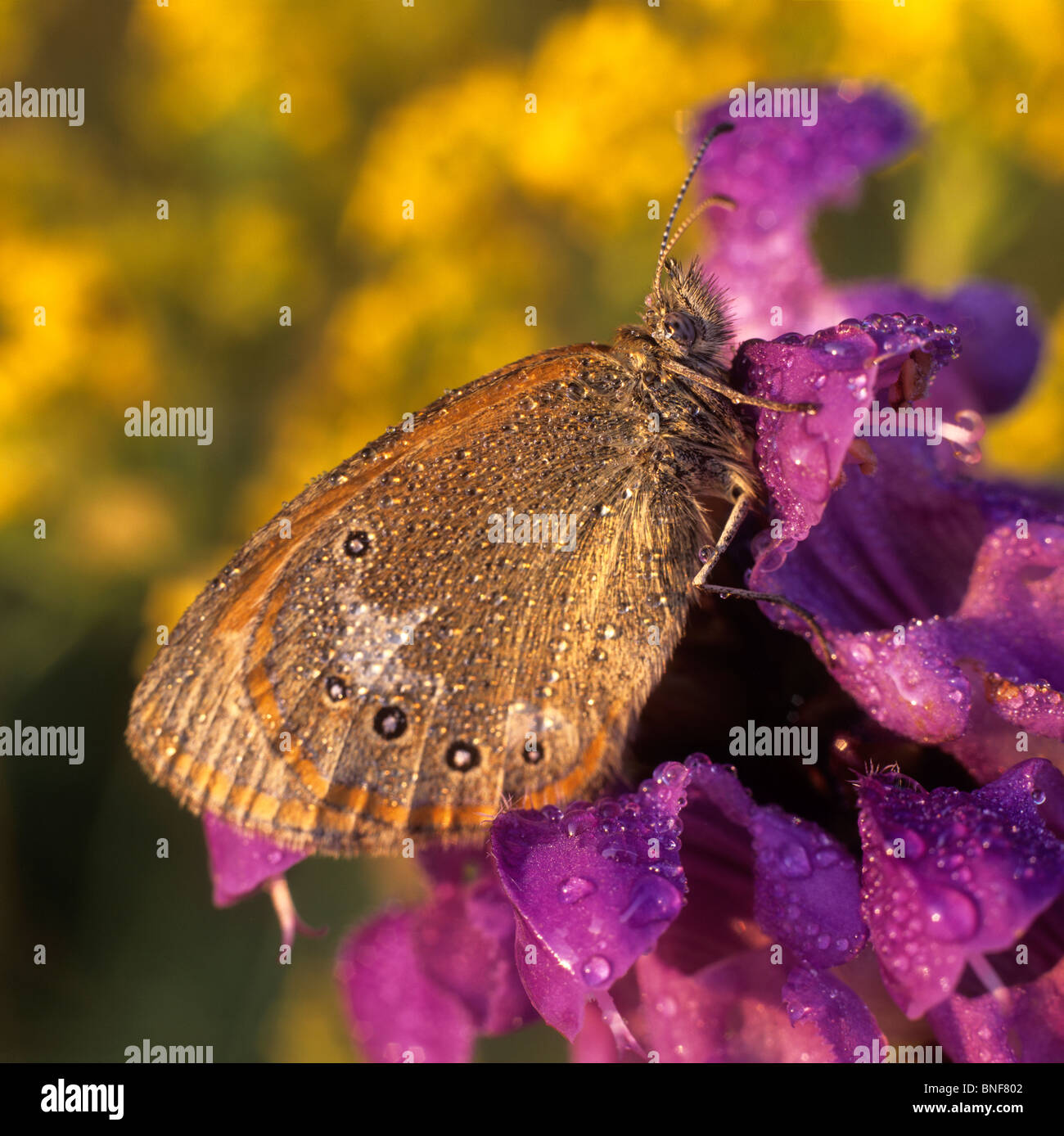 Pearly Heath (Coenonympha arcania), papillon sur une fleur. Banque D'Images
