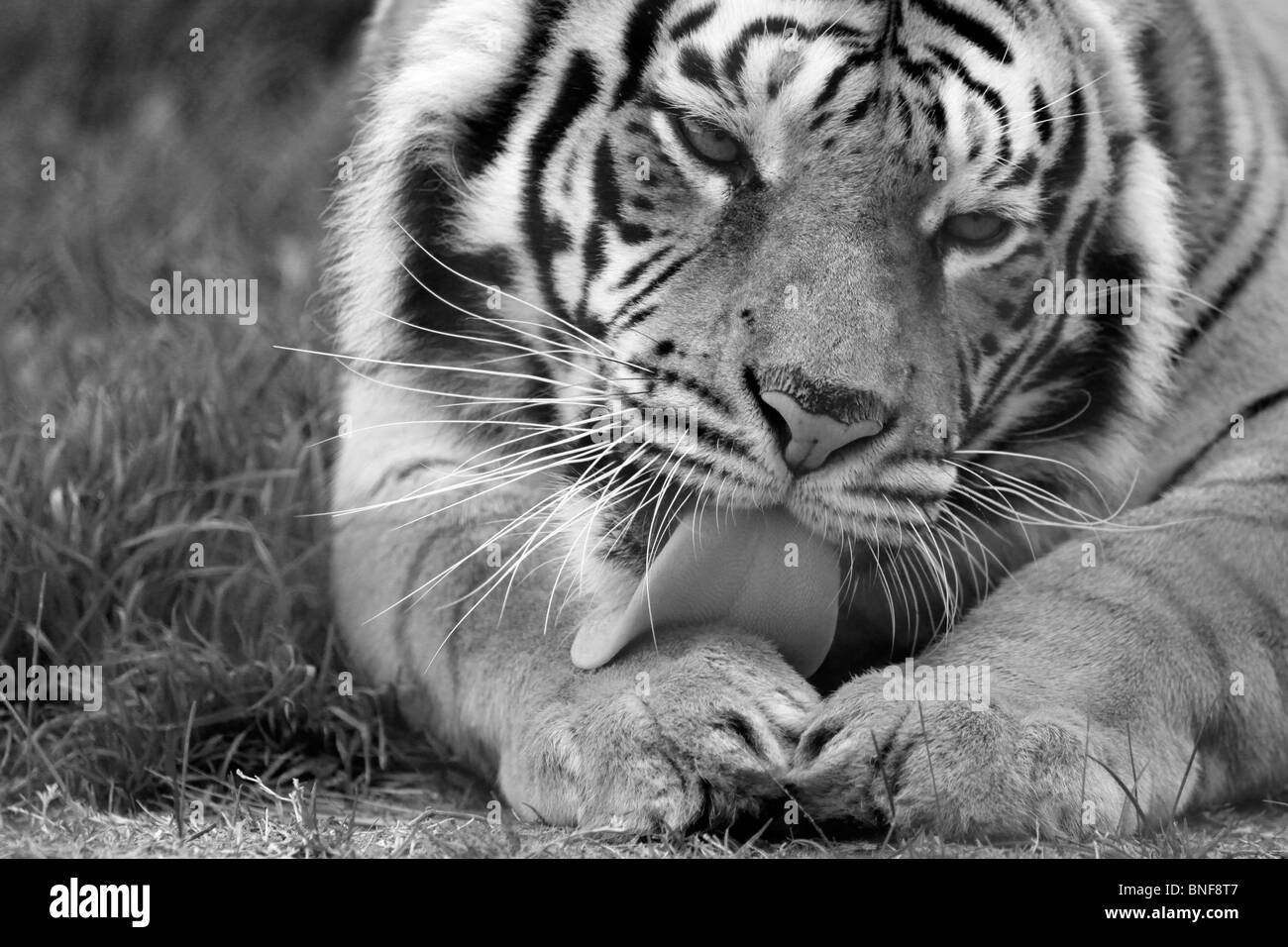 Photographie en noir et blanc d'un tigre du Bengale, Panthera tigris tigris)( en Zoo Tygerberg près du Cap. Banque D'Images