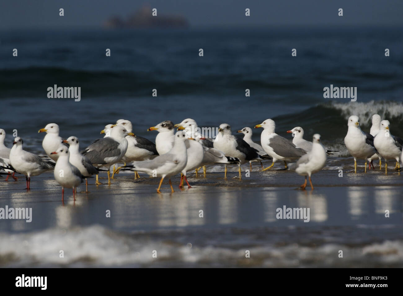 Partie de mouettes. Ils sont généralement gris ou blanc, souvent avec des marques noires sur la tête ou les ailes. Goéland, Larus canus Banque D'Images