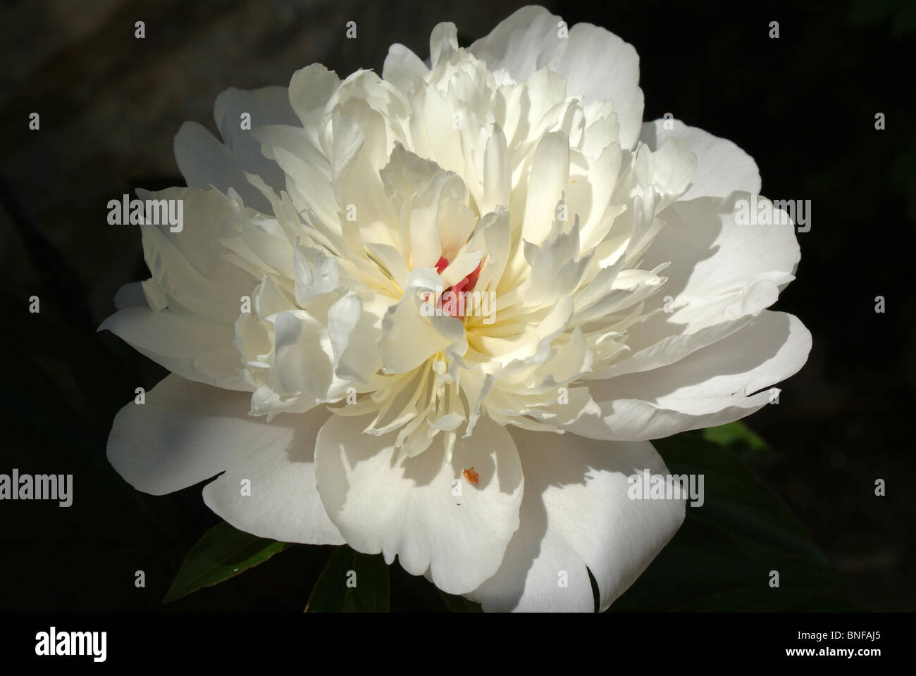 Une pivoine blanche fleur. Banque D'Images