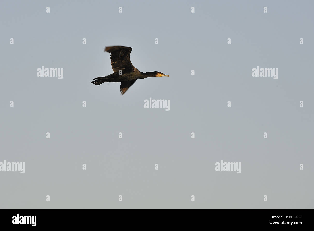 Grand Cormoran (Phalacrocorax carbo) en vol Banque D'Images