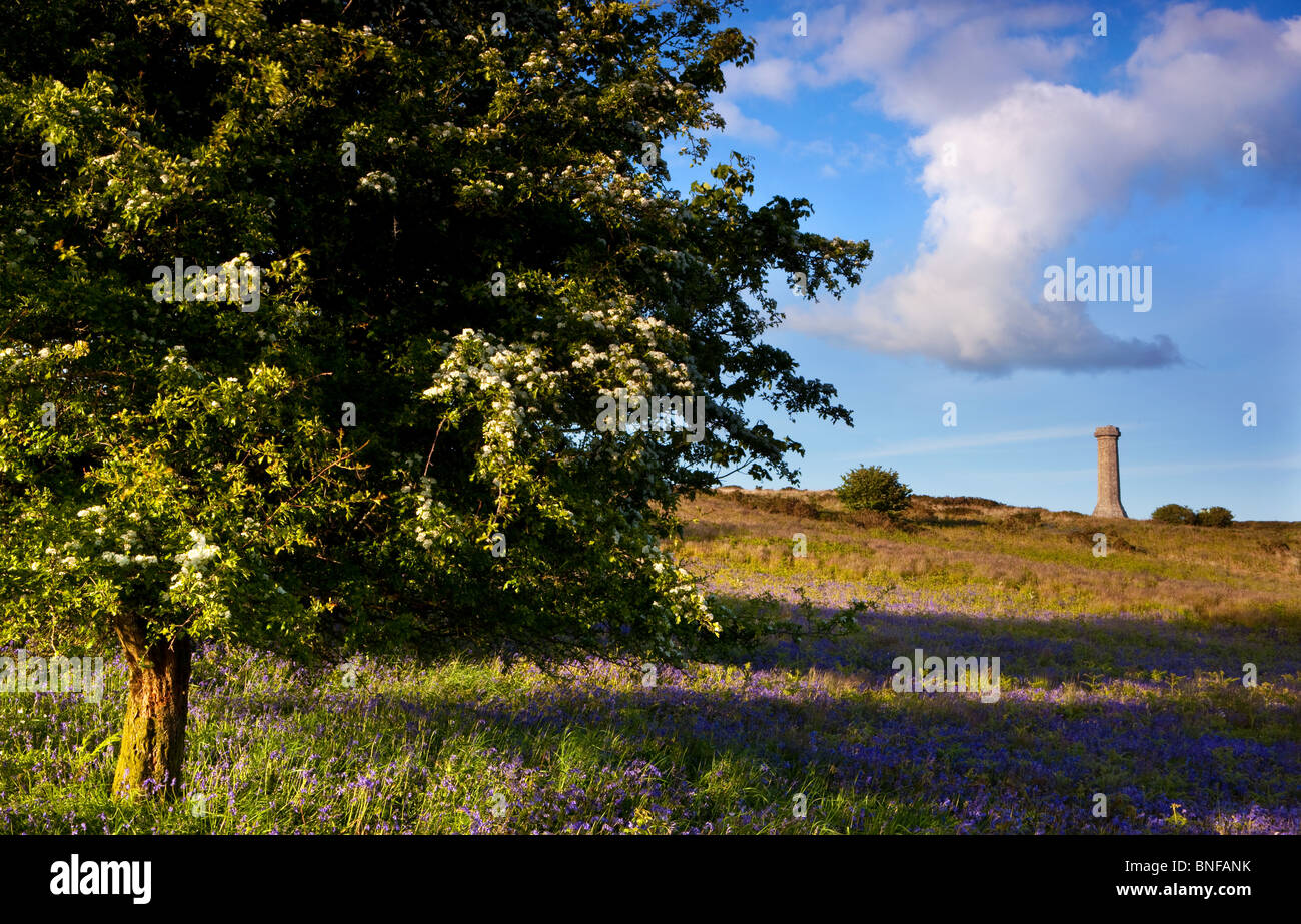Monument à Hardy's bluebell saison au bas noir nr Portesham, Dorset, UK Banque D'Images