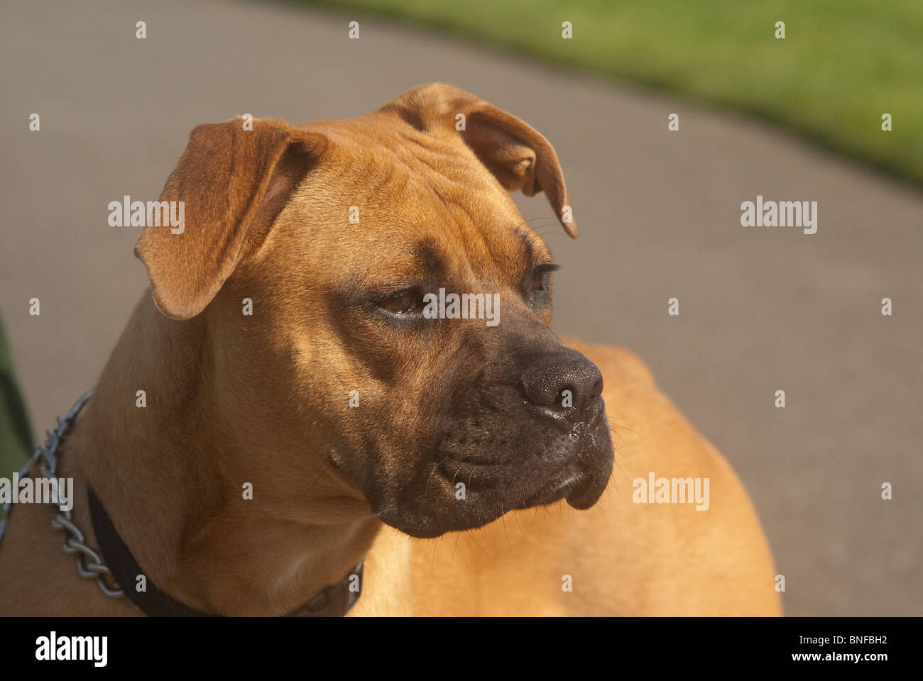 Tan pitbull dog head en demi-profil Banque D'Images