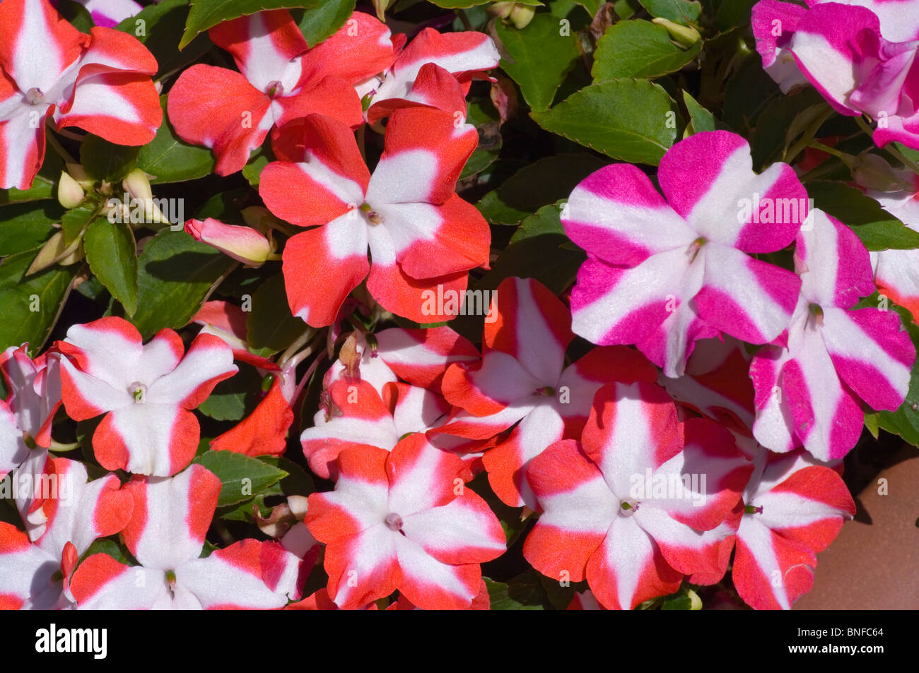 L'Impatiens les plantes à massifs multicolores Banque D'Images