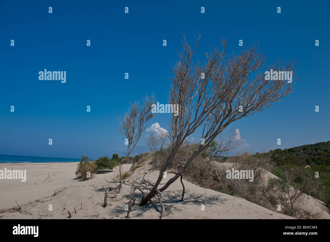 Balayées par les arbres morts sur la plage de Patara Banque D'Images