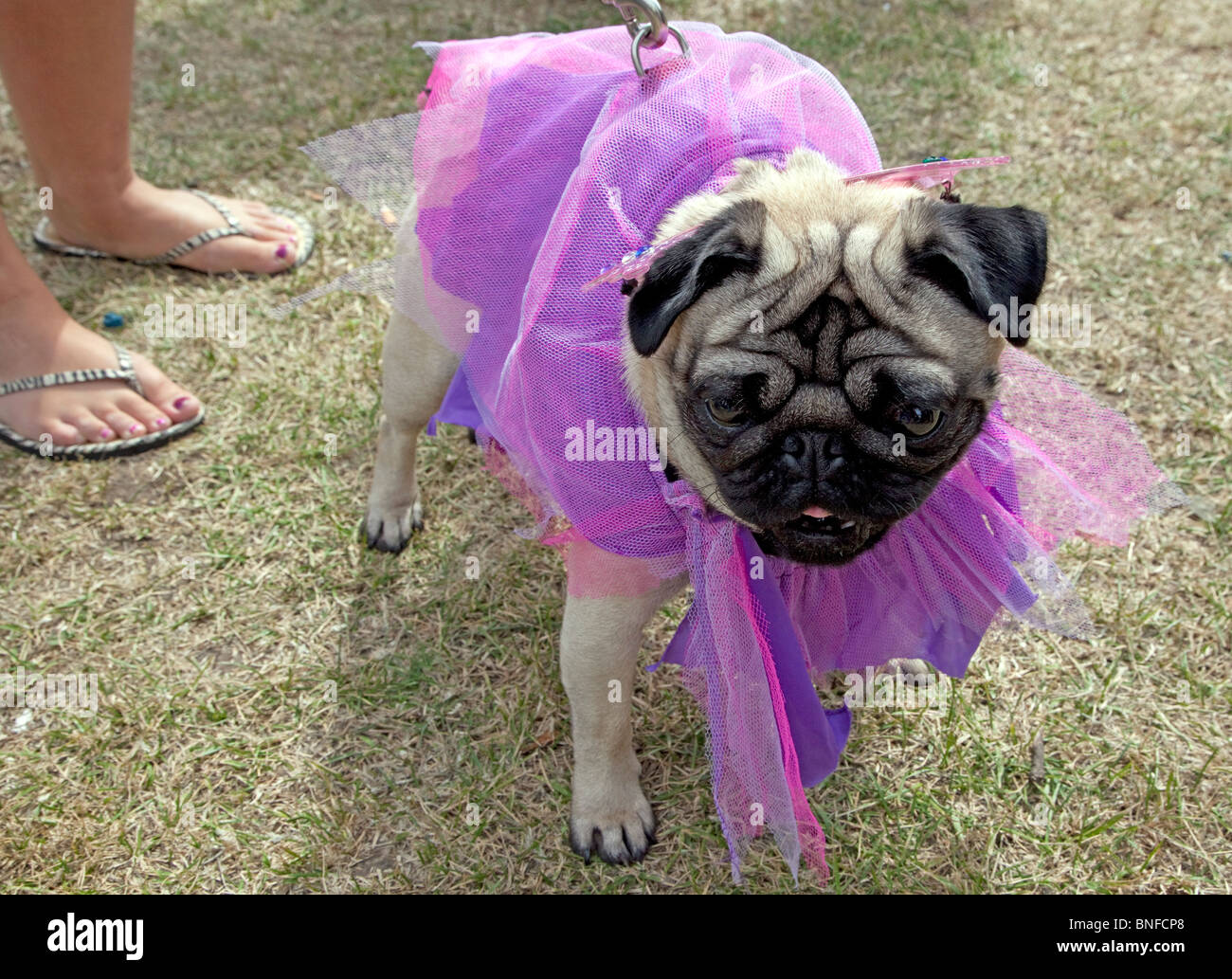 Dog show à l'investiture à Shoreditch Park Festival, Londres Banque D'Images