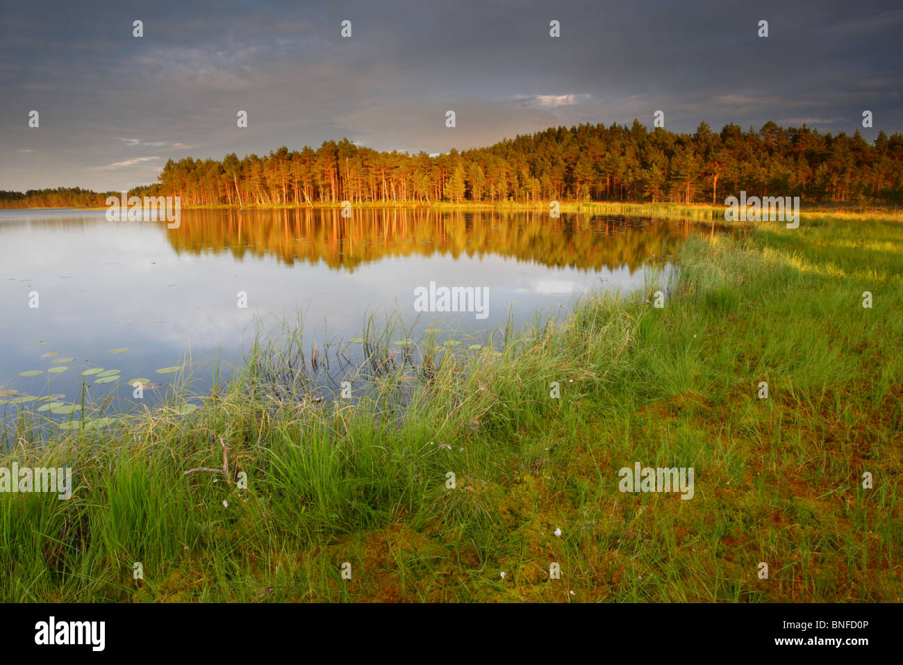 Dans Kirikumäe Kirikumäe lake, Tallinn, Estonie, Europe. Juillet 2010 Banque D'Images