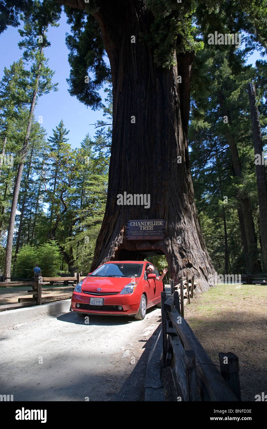 Une voiture conduit par l'arbre Chandler, un séquoia géant près de l'Avenue des Géants dans le nord de la Californie Banque D'Images