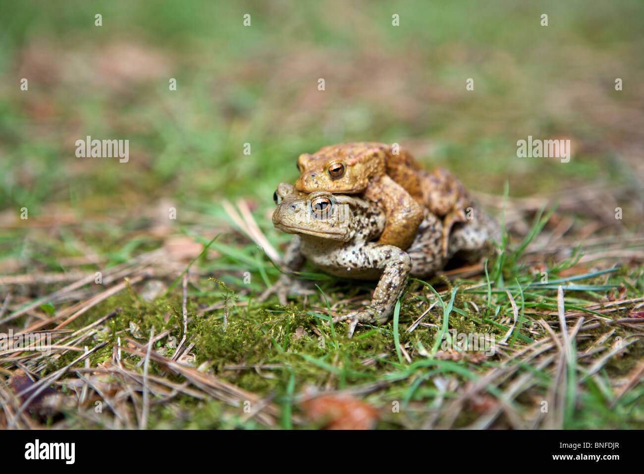 Crapaud commun (Bufo bufo) Accouplement Mâle et femelle Banque D'Images