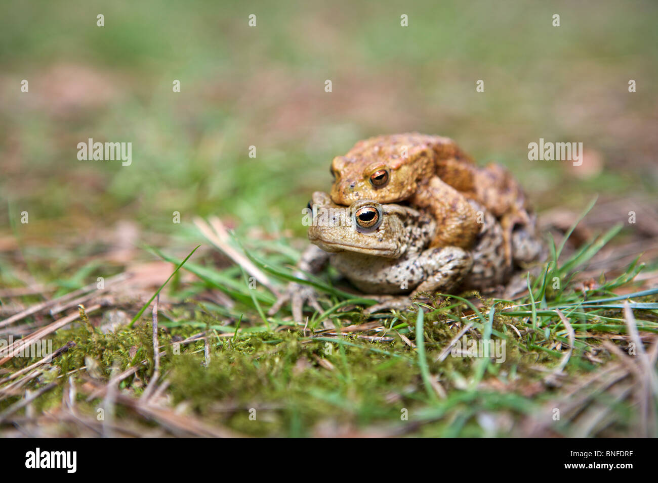 Crapaud commun (Bufo bufo) Accouplement Mâle et femelle Banque D'Images