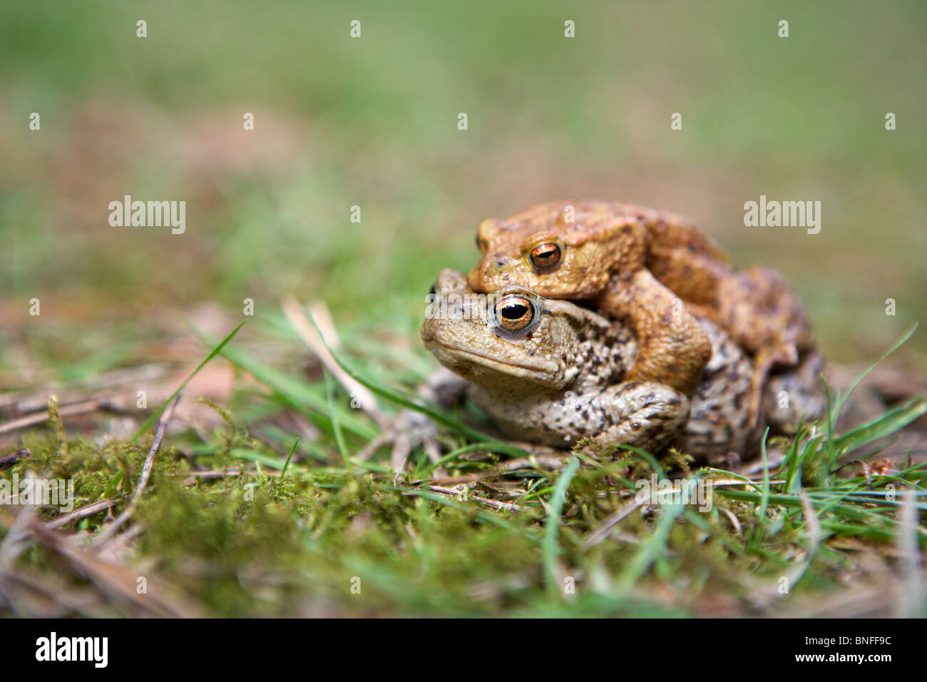 Crapaud commun (Bufo bufo) Accouplement Mâle et femelle Banque D'Images