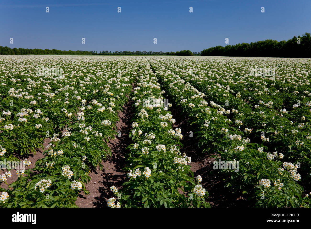 Un champ de pommes de terre en fleurs près de Winkler, au Manitoba, Canada. Banque D'Images