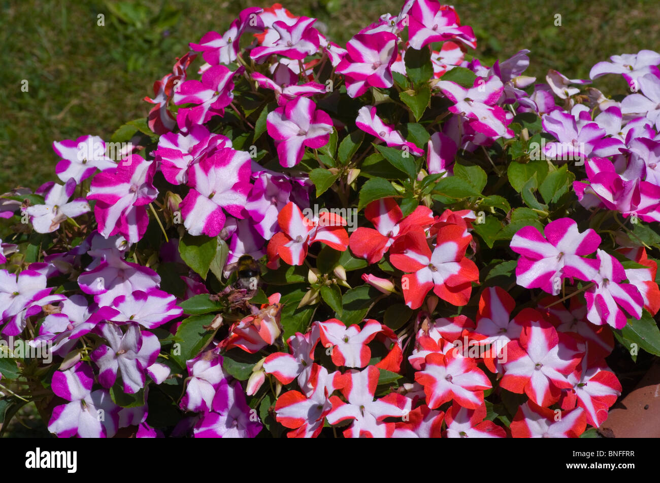 L'Impatiens les plantes à massifs multicolores Banque D'Images