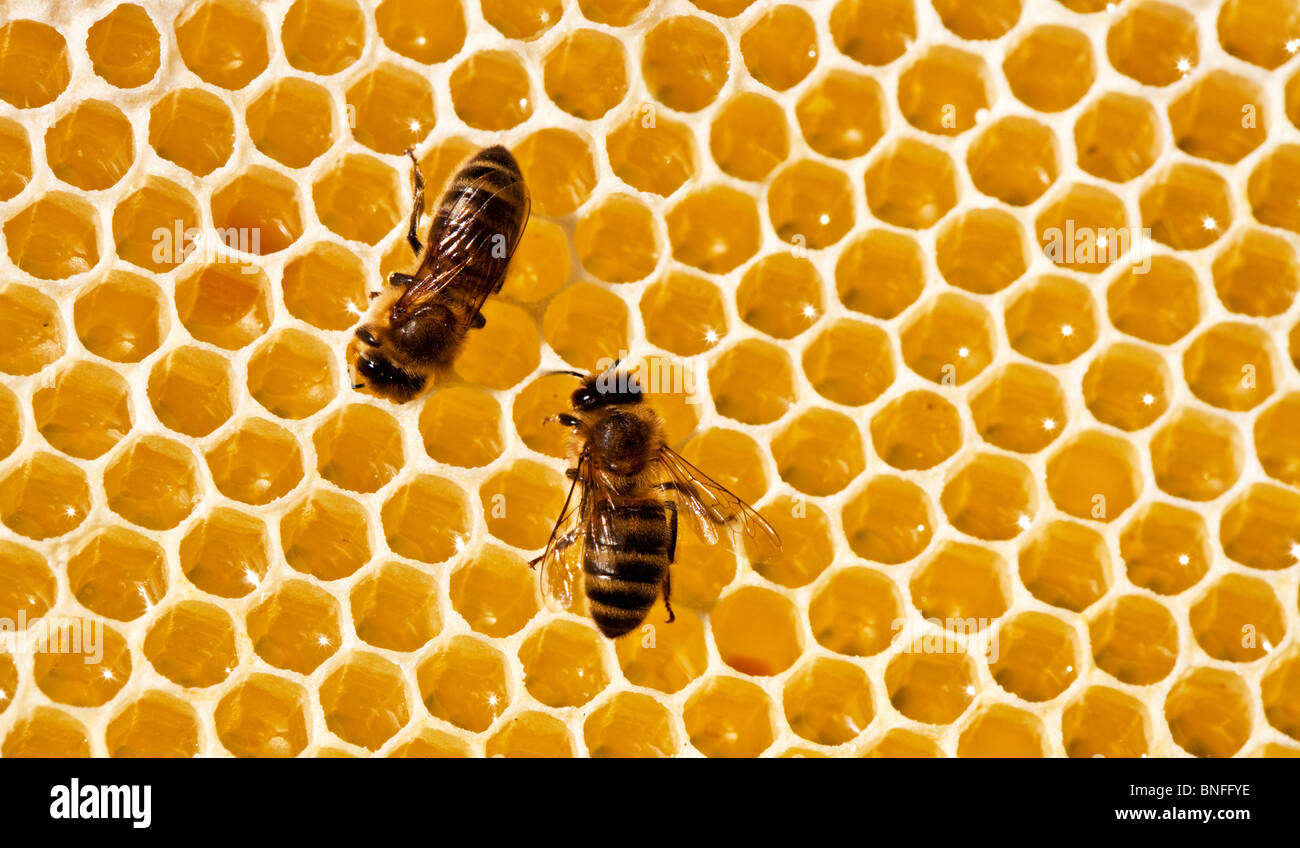Deux abeilles sur un nid Banque D'Images
