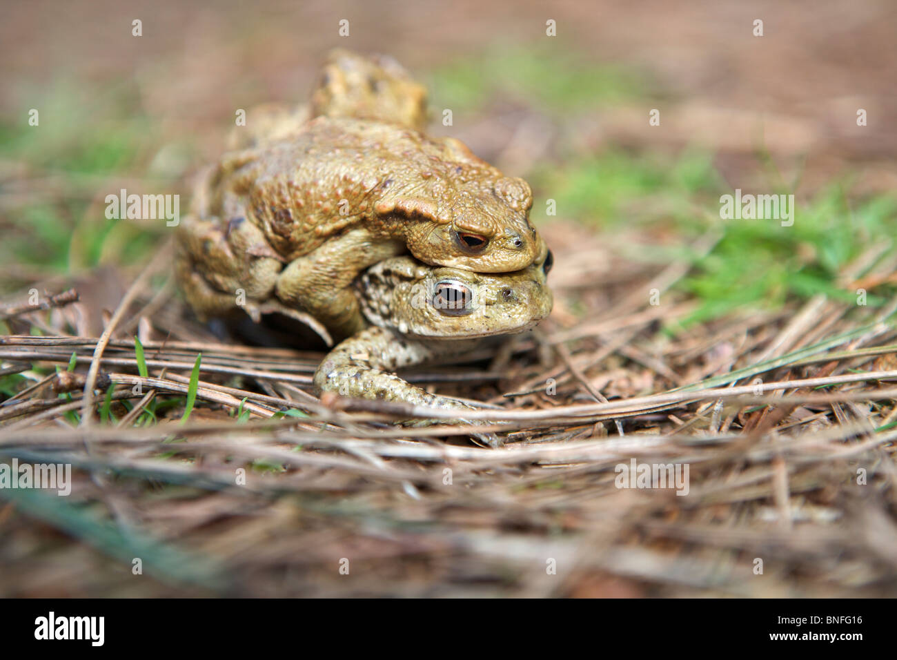 Crapaud commun (Bufo bufo) Hommes Femmes l'Accouplement Banque D'Images