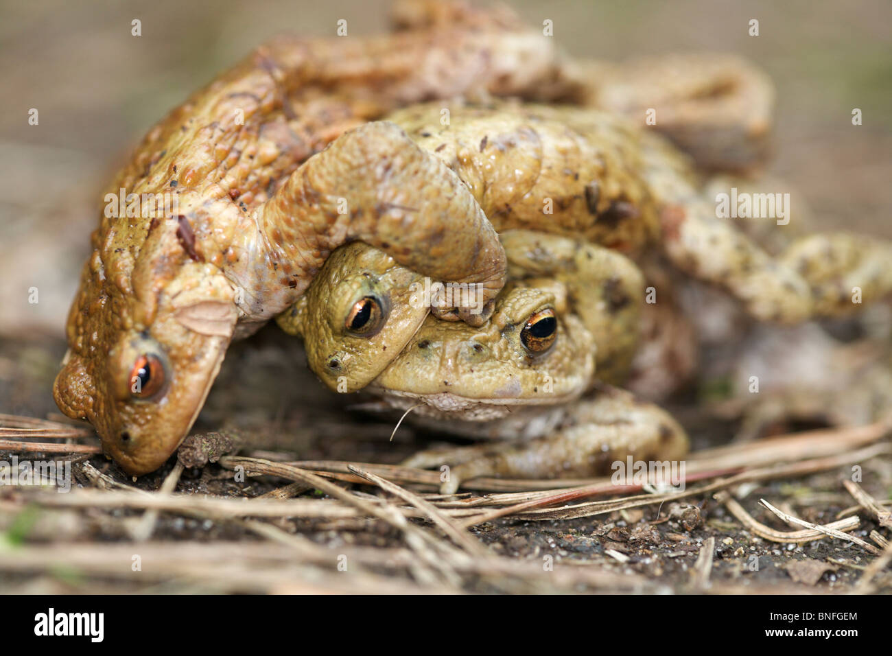 Crapaud commun (Bufo bufo) mâles et femelles l'Accouplement Banque D'Images