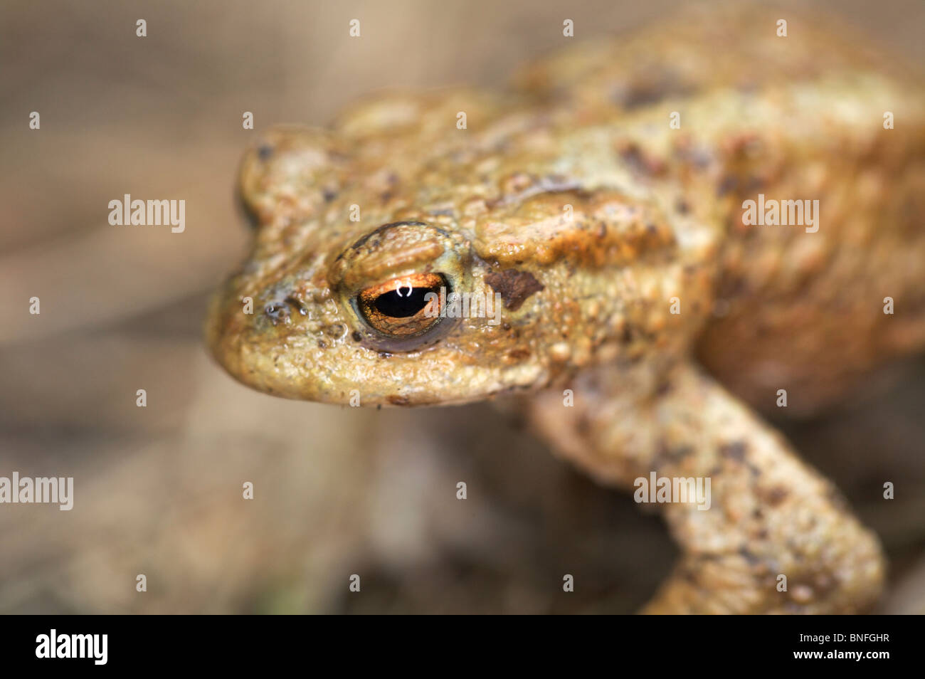 Crapaud commun (Bufo bufo) Banque D'Images