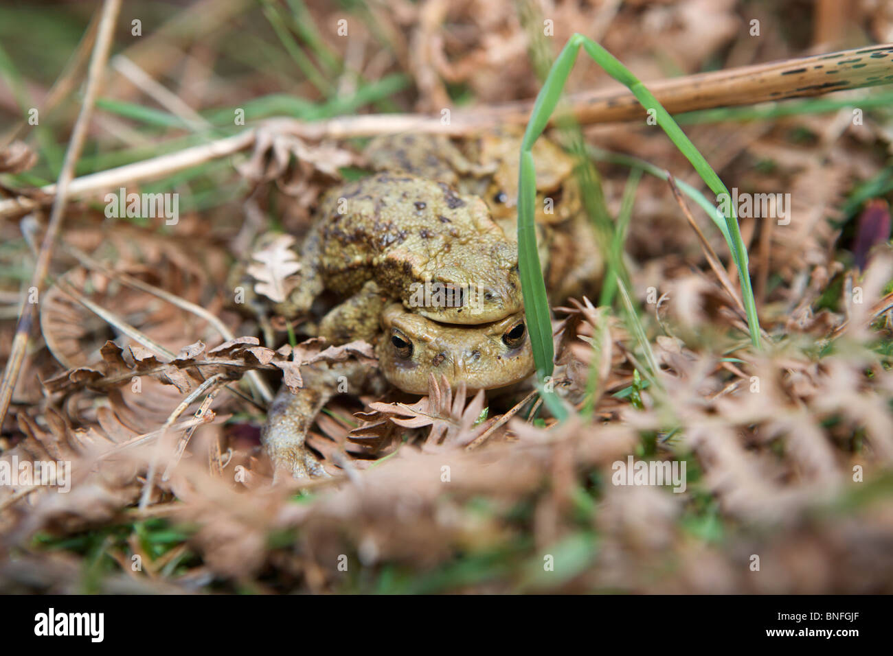 Crapaud commun (Bufo bufo) Hommes Femmes l'Accouplement Banque D'Images