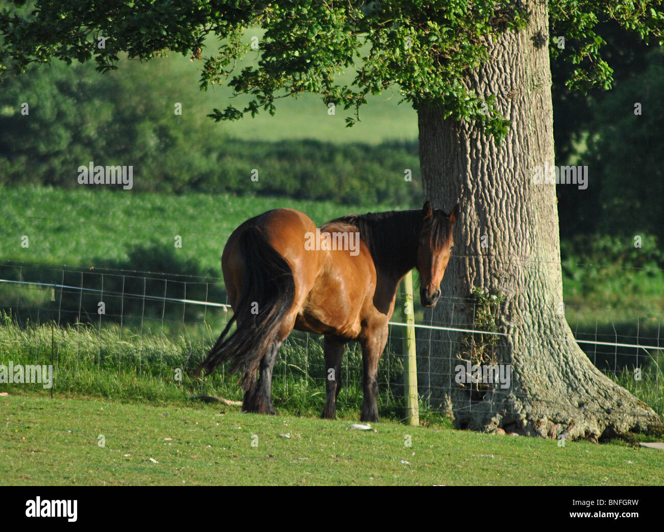 Une baie welsh cob sous un chêne, dans un champ de la Vale Marshwood, Dorset, Angleterre Banque D'Images
