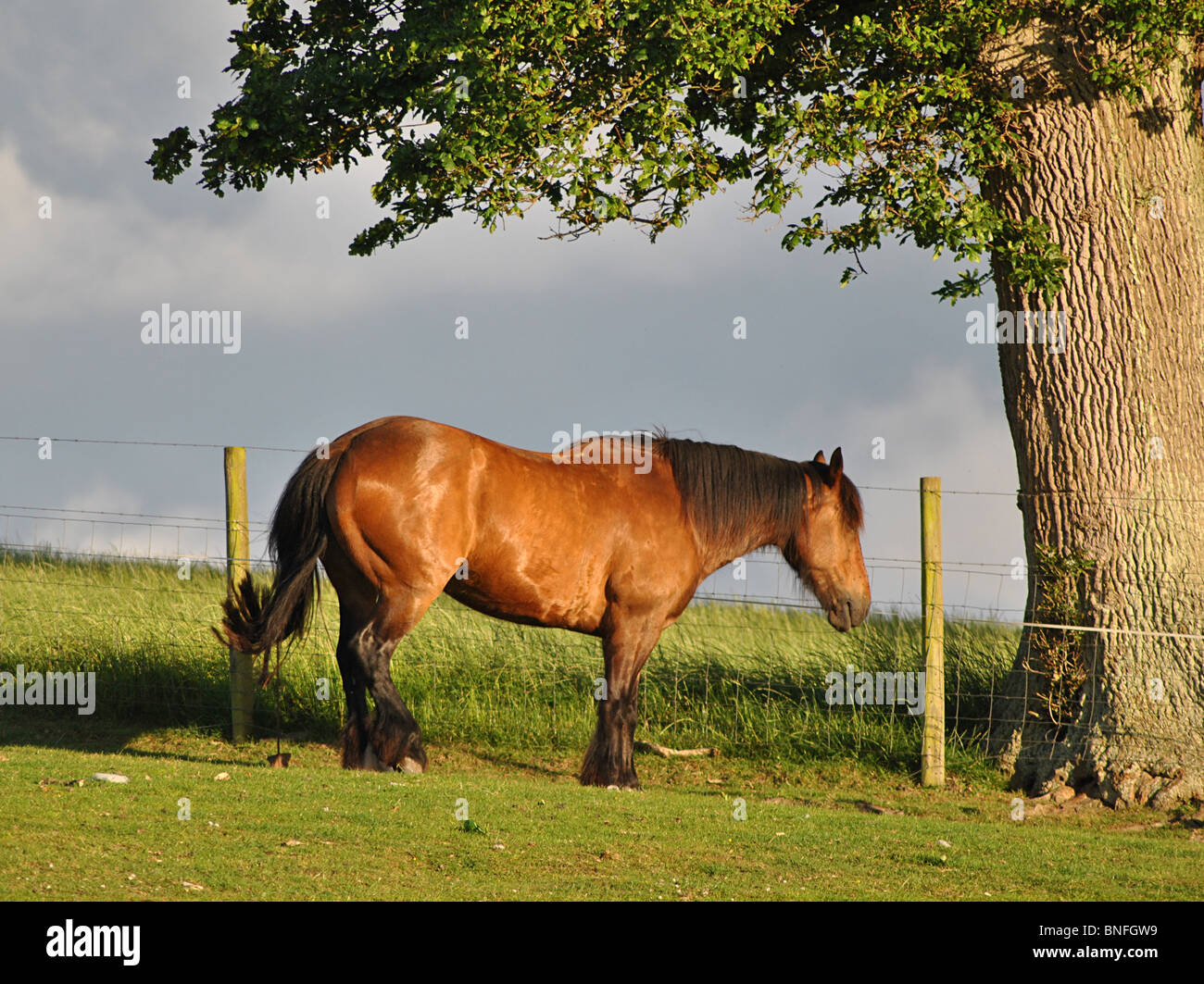 Une baie welsh cob sous un chêne, dans un champ de la Vale Marshwood, Dorset, Angleterre Banque D'Images