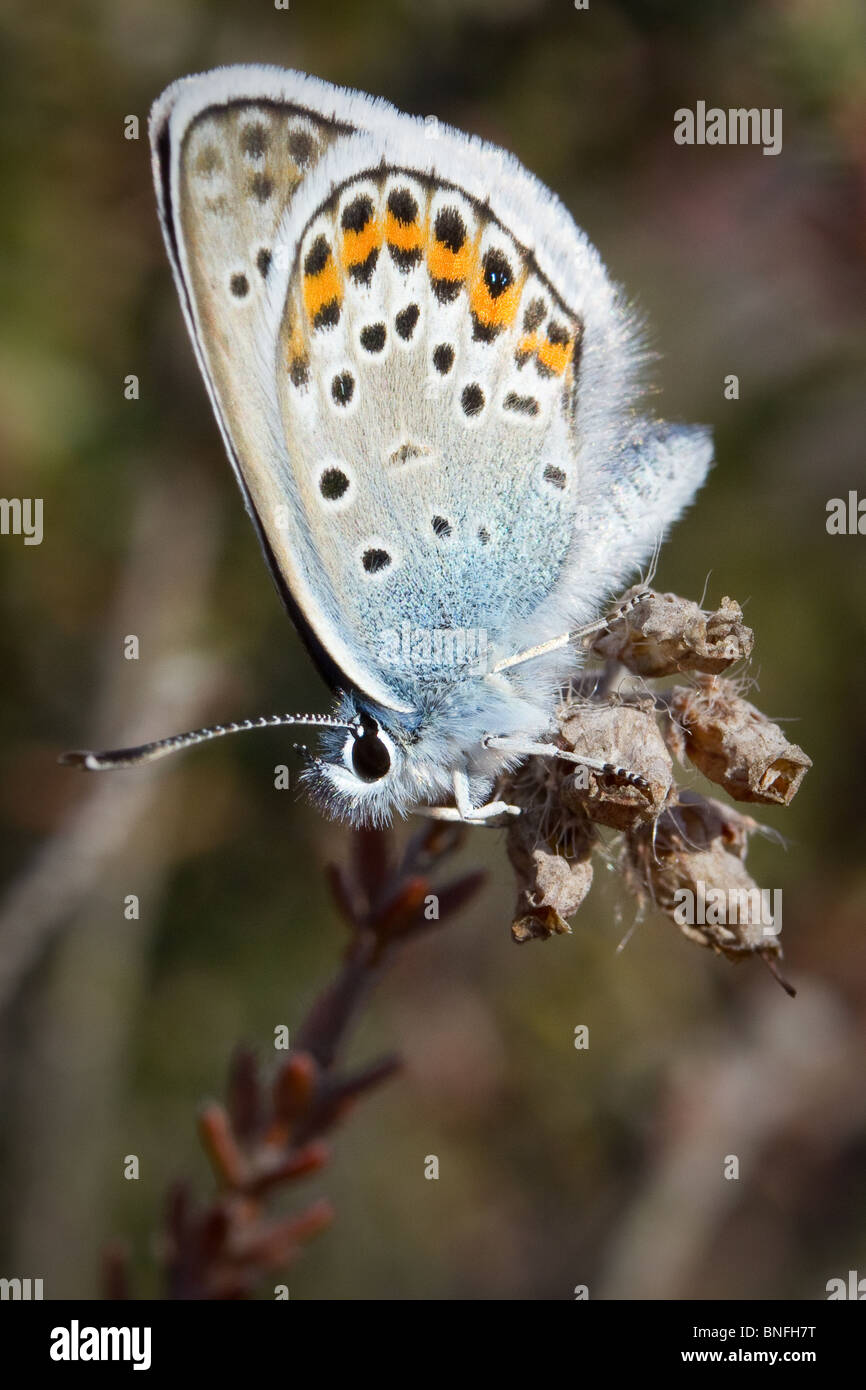 Silver mâle papillon bleu étoilé (Plebeius argus) sur la bruyère. Banque D'Images