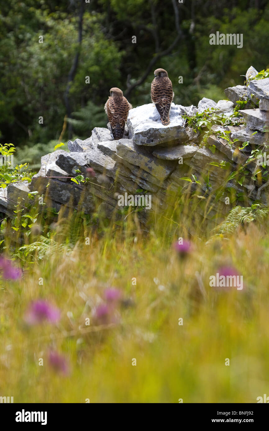 Paire de faucons perchés sur un mur en pierre sèche dans la campagne du Dorset. Banque D'Images