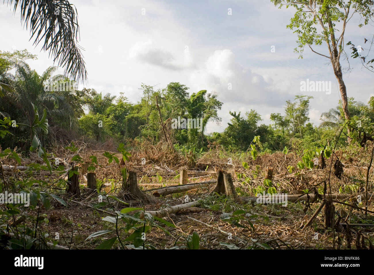 La destruction de la forêt tropicale, la forêt déboisée pour l'expansion de l'agriculture de plantations de bananes et de manioc, montagnes Kanuku, Guyana. Banque D'Images