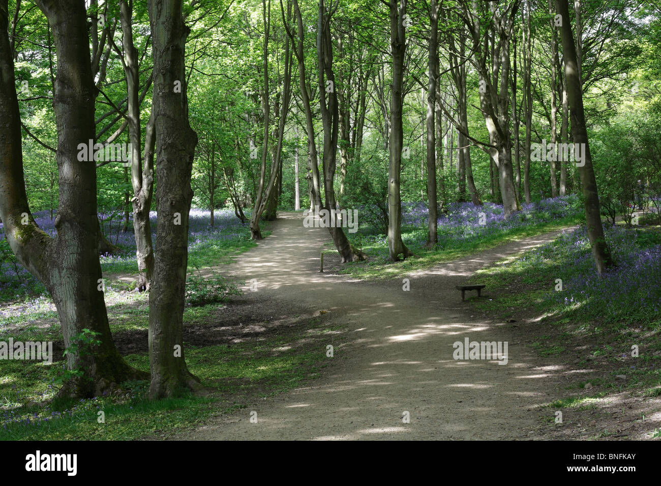 Bluebells à Middleton Woods, Ilkley, West Yorkshire, Mai 2010 Banque D'Images