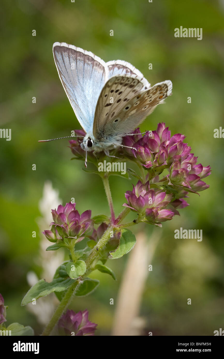 Homme chalkhill blue butterfly (Polyommatus corydon) sur les fleurs de marjolaine. Banque D'Images