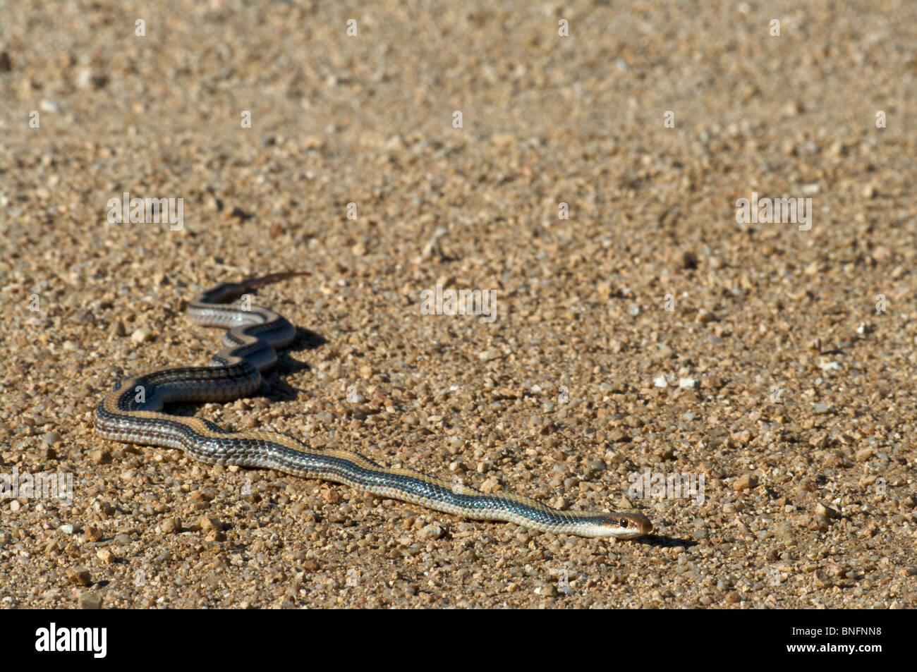 Un désert Patch-nosed Snake (Salvadora hexalepis hexalepis) au soleil sur une route de terre dans le comté de Graham, Arizona. Banque D'Images