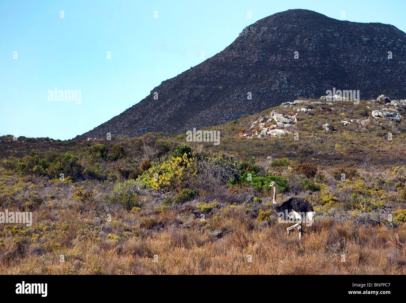 Autruches dans le parc national du Cap Afrique du Sud Banque D'Images