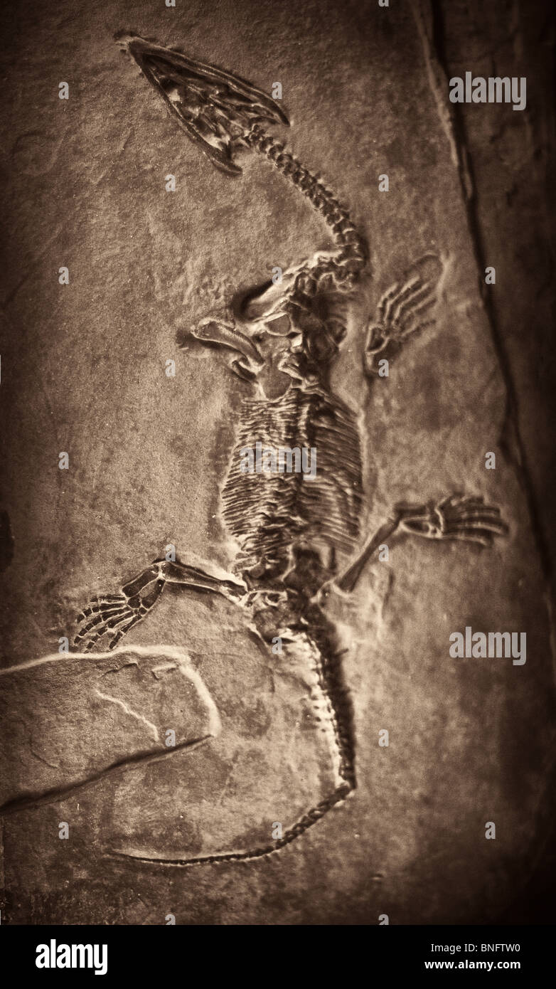 Squelette fossilisé du dinosour. Plésiosaure. (Lario) Balsami Banque D'Images