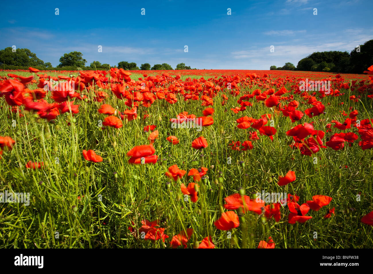 Rouge Ardent coquelicots dans un champ au soleil sous un ciel bleu profond à Brampton, Yorkshire du Nord. Banque D'Images