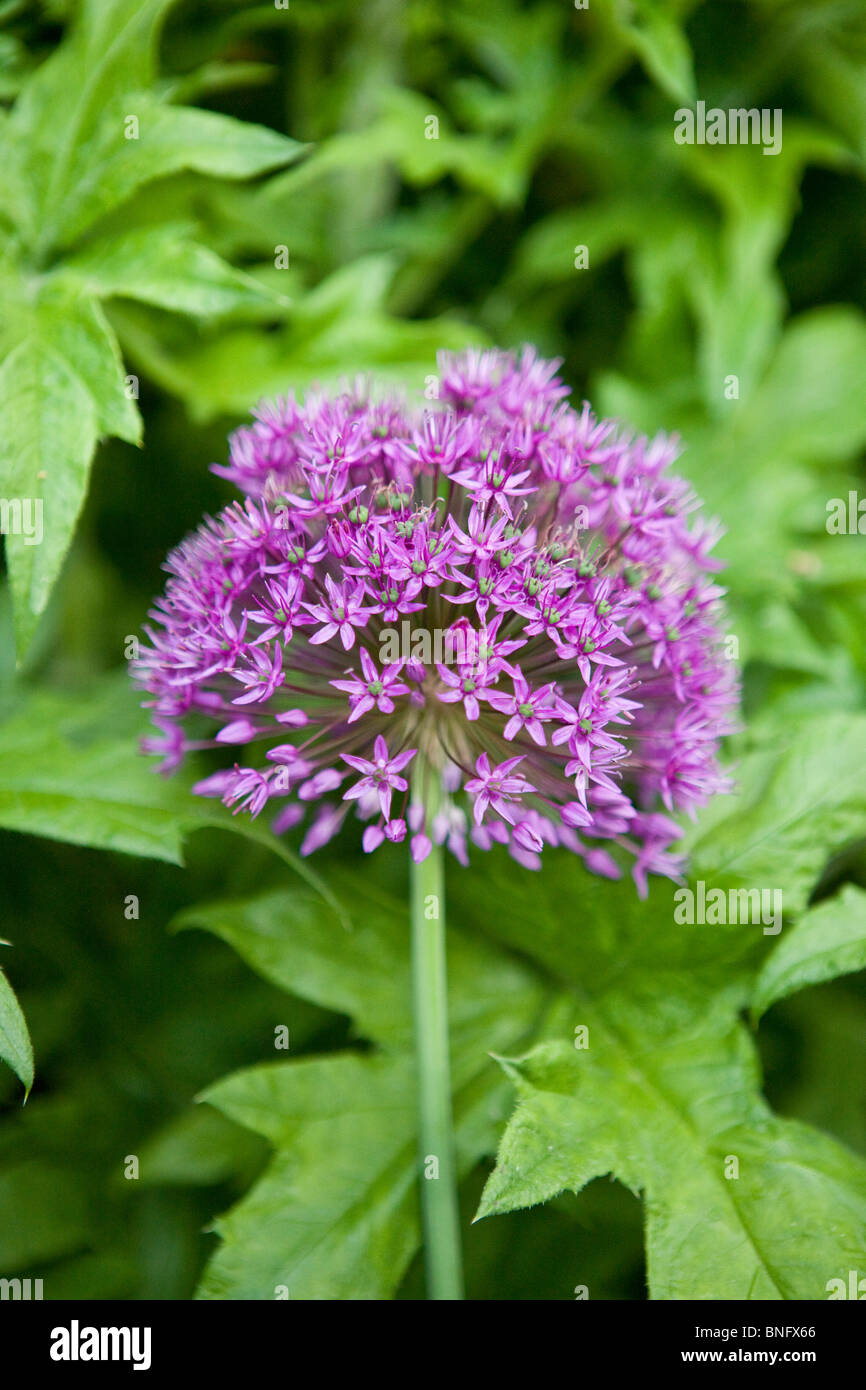 Une fleur d'allium violet avec des feuilles vertes Banque D'Images