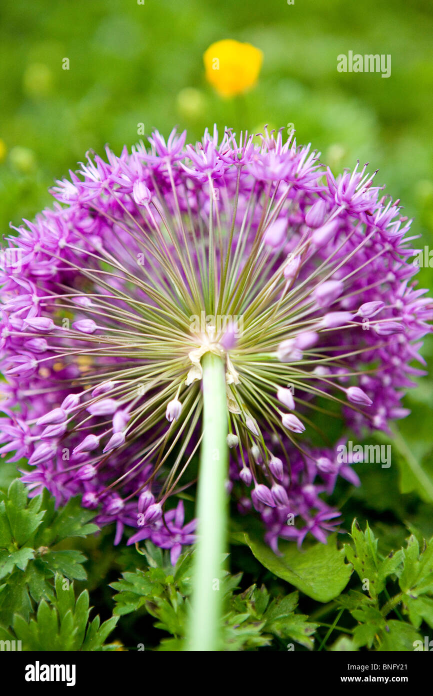 Une fleur d'allium purple allongé sur les feuilles vertes Banque D'Images