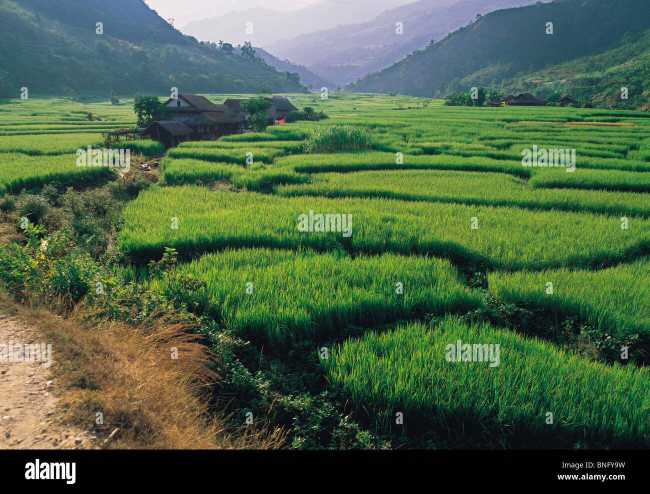 Les champs de riz dans la vallée de l'Arun large dans le district de Kosi est du Népal Banque D'Images