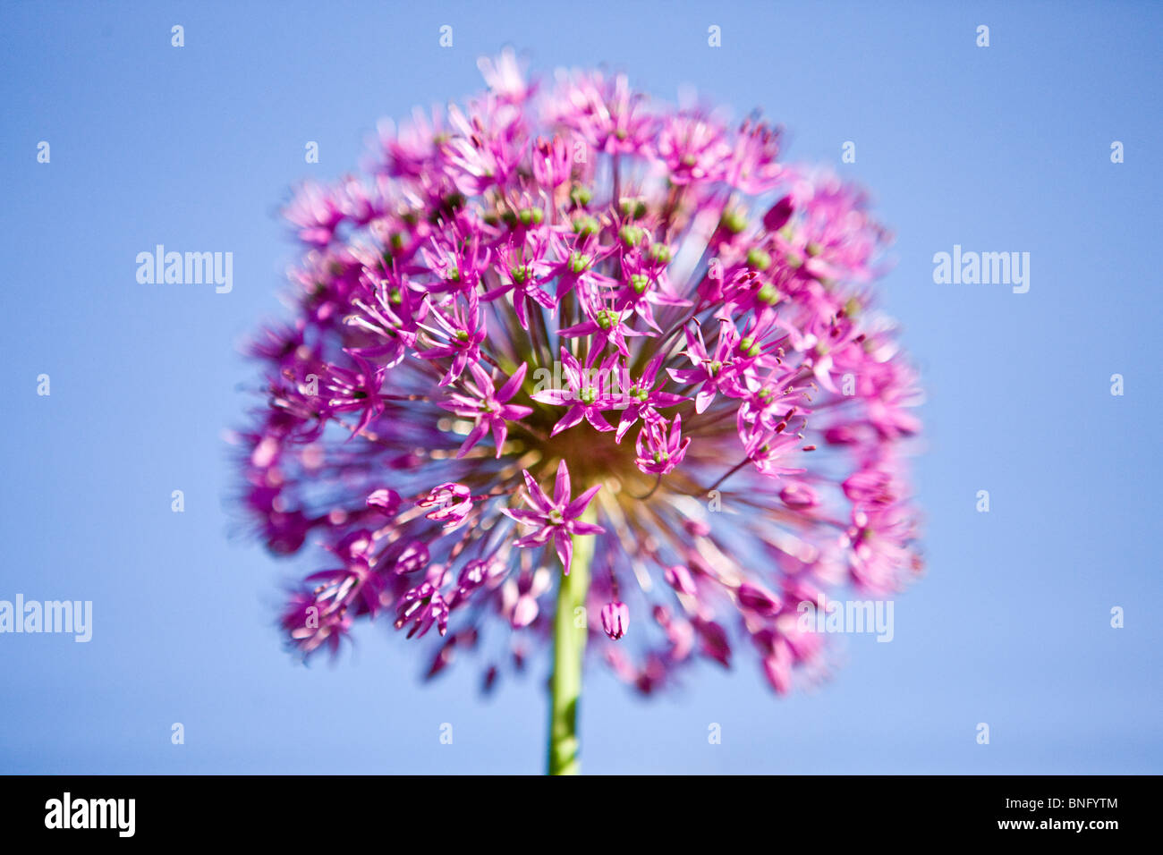 Une fleur d'allium rose contre le ciel bleu Banque D'Images