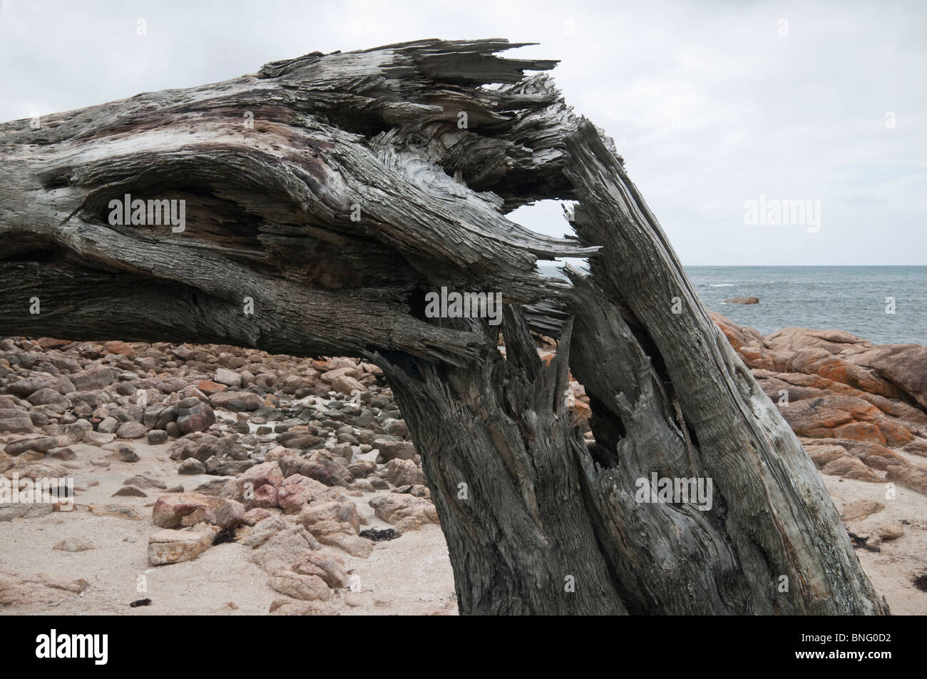 Tronc d'arbre cassé sur un arbre mort le long de la côte ouest de l'Australie Banque D'Images