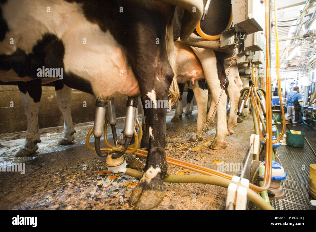 Les vaches laitières être traite en Colora Le Maryland Banque D'Images