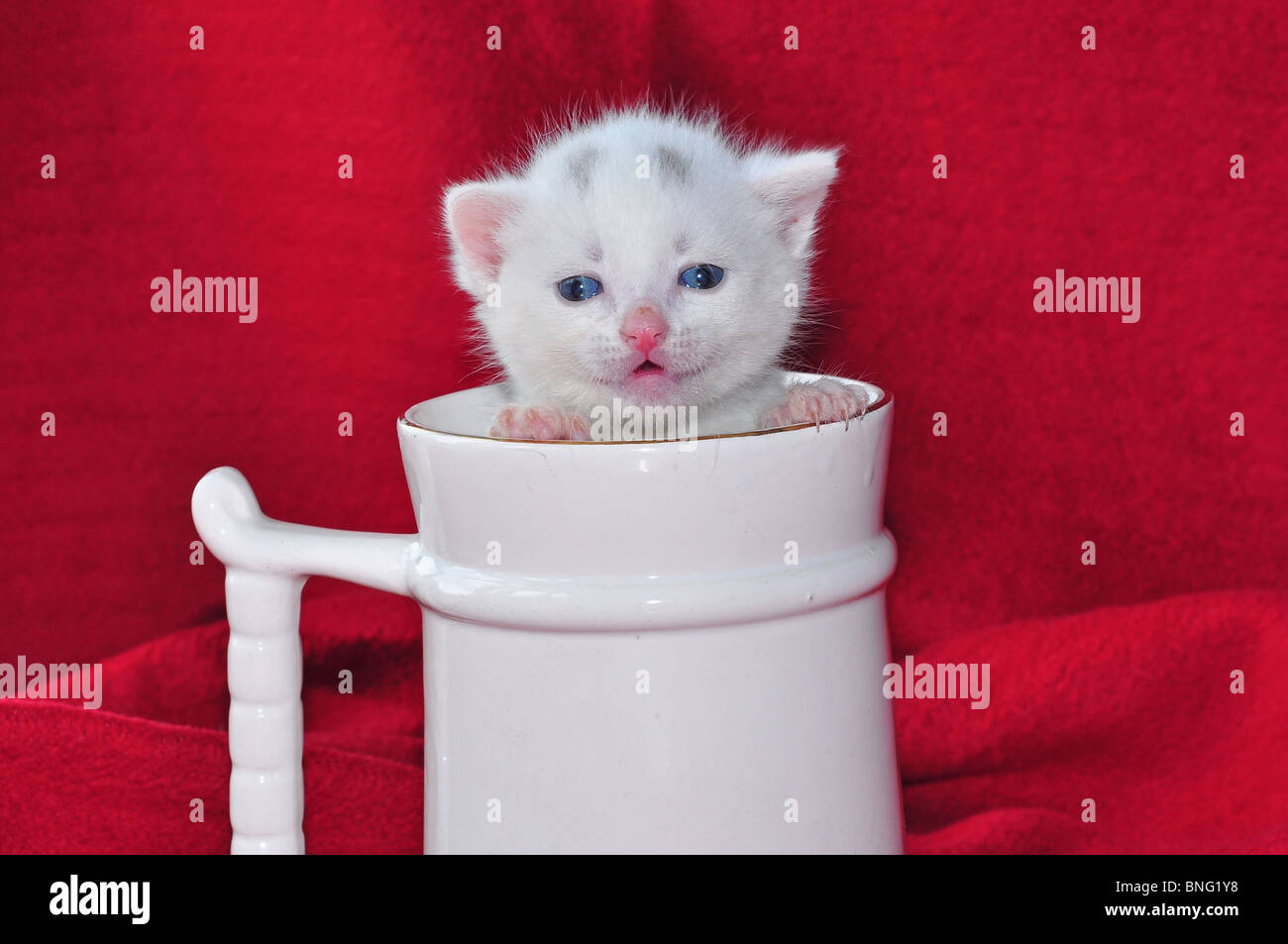 Chaton blanc Banque D'Images