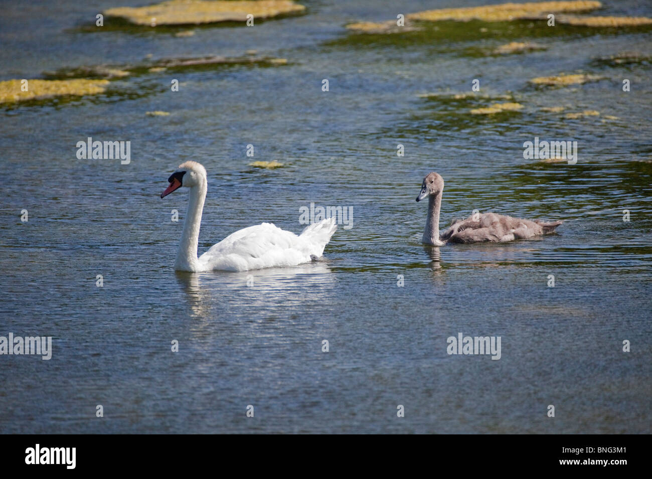 Swan et les jeunes adultes dans la piscine sur le lac, cygnet Bosheston Pembrokeshire Wales Voir l'étang des cygnes 107668 Banque D'Images