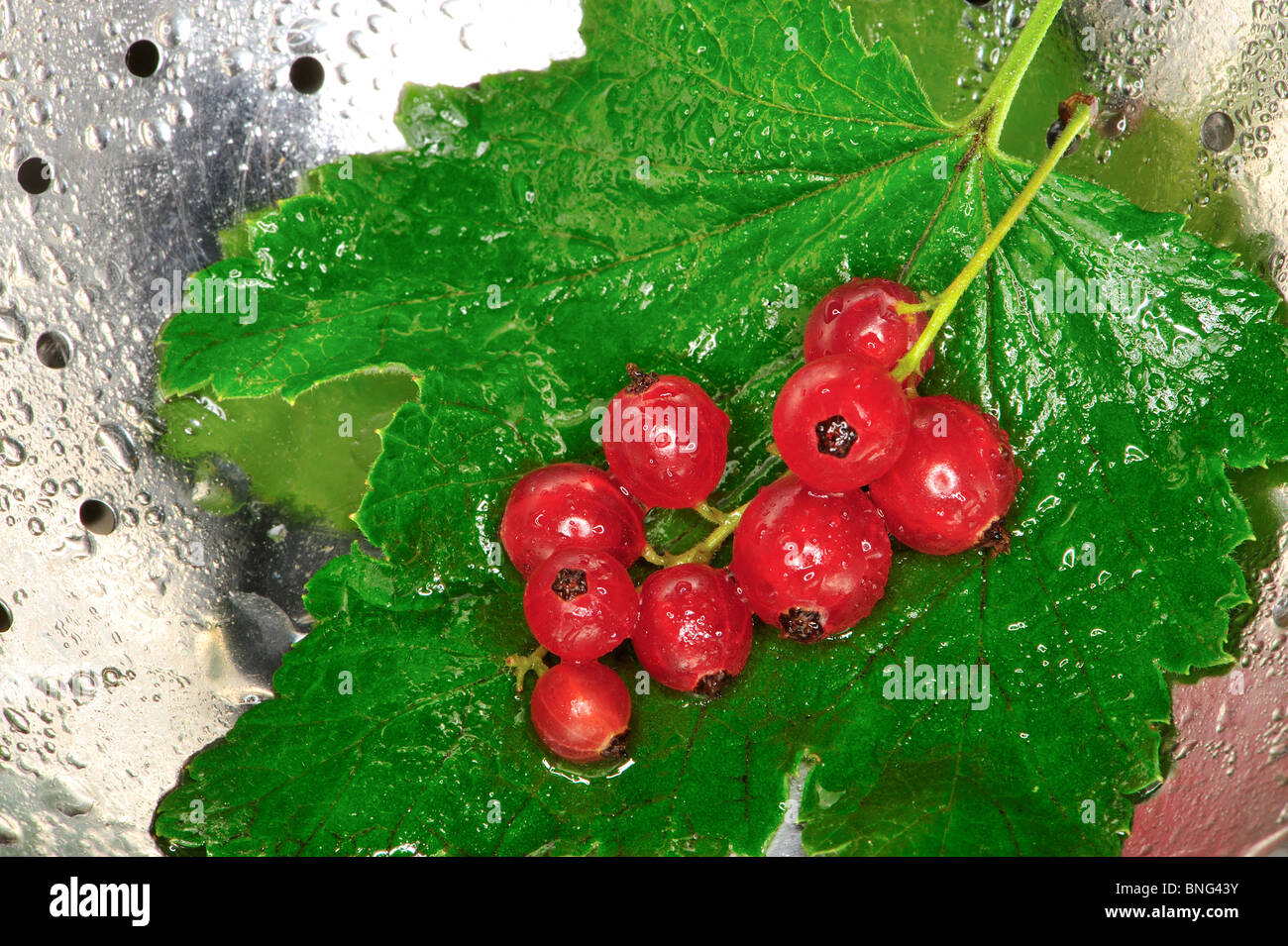 De groseille rouge, de l'alimentation, naturel, sans additif chimique, sans ogm, légumes, Banque D'Images